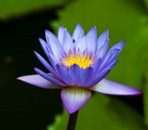 national flower of Sri Lanka