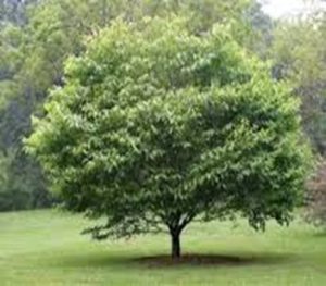 national tree of Sri Lanka